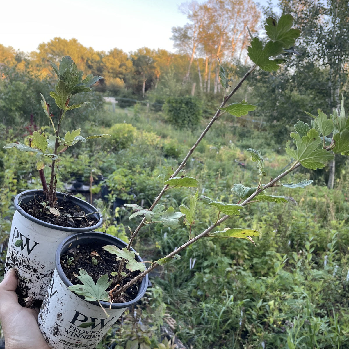 Northern Gooseberry at Oak Summit Nursery, fall 2026