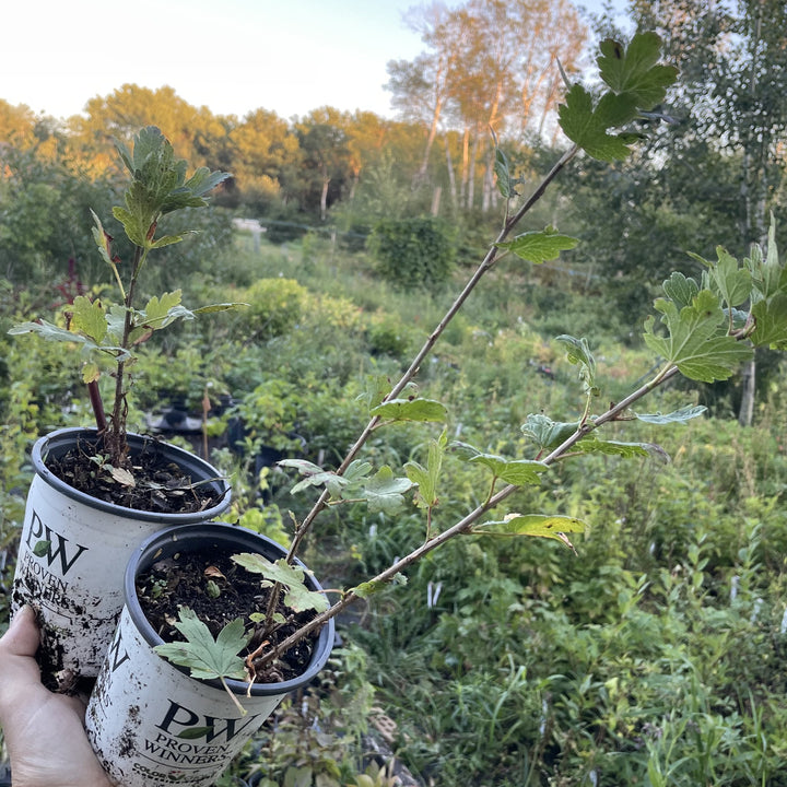 Northern Gooseberry at Oak Summit Nursery, fall 2026