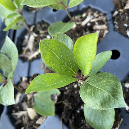 Beach Plum at Oak Summit Nursery, fall 2026