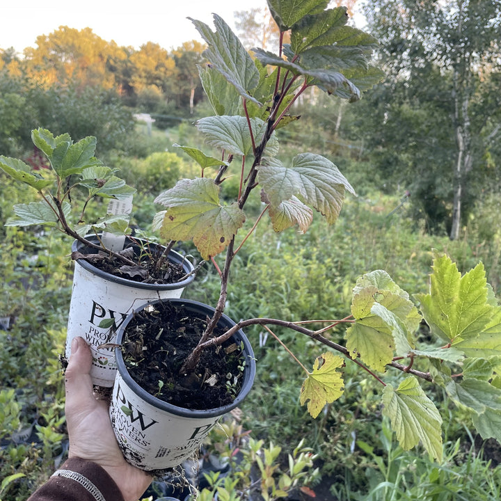 Wild Red Currant (Ribes triste) at Oak Summit Nursery, fall 2026