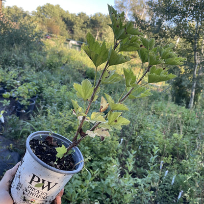 Laxton's No. 1 Red Currant at Oak Summit Nursery, fall 2026