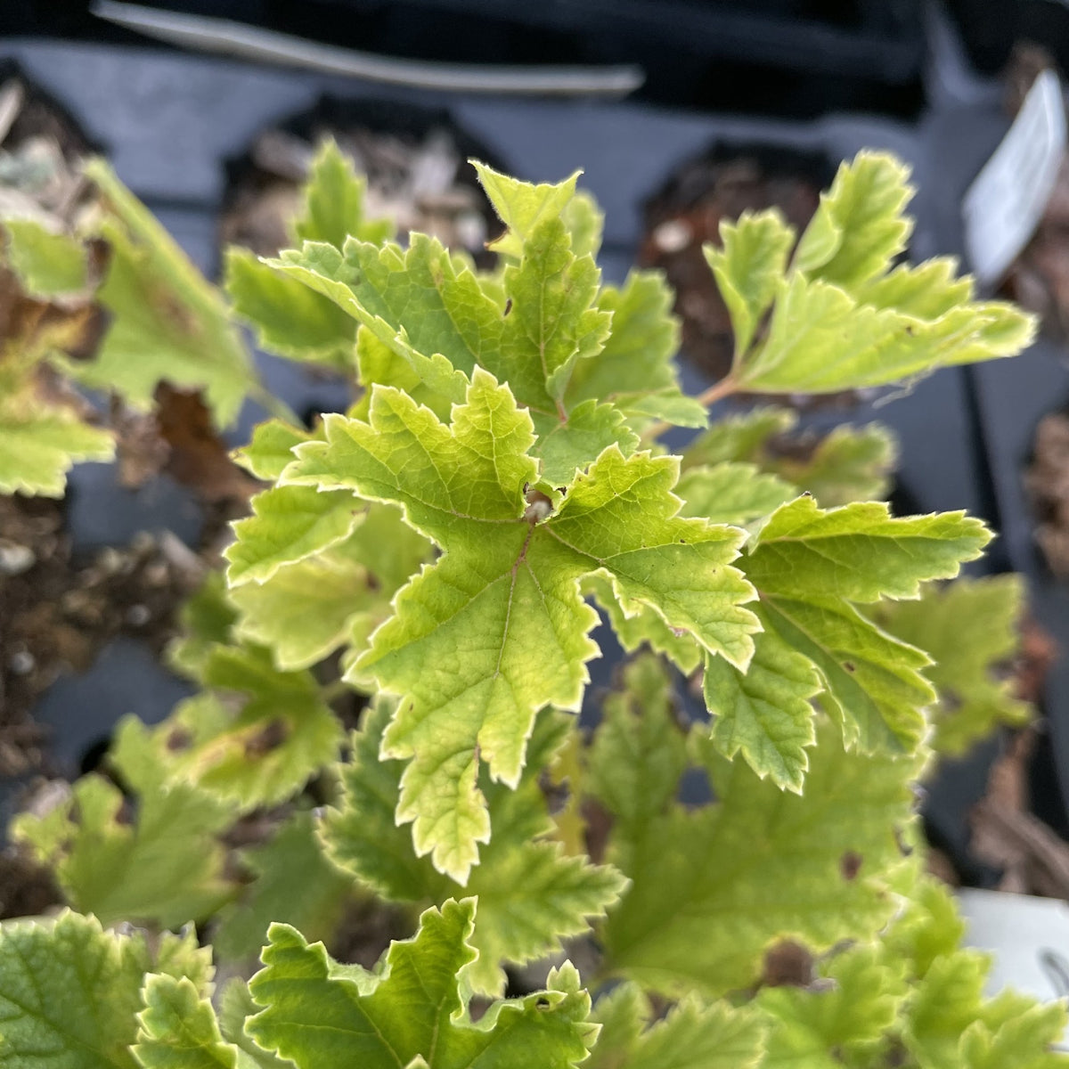 Laxton's No. 1 Red Currant at Oak Summit Nursery, fall 2026