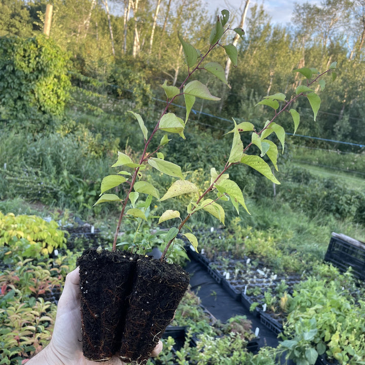 Pembina Seedling Plums at Oak Summit Nursery, fall 2026