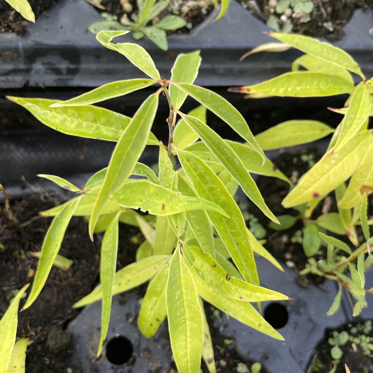 Cherry Prinsepia (Prinsepia sinensis) at Oak Summit Nursery, fall 2026