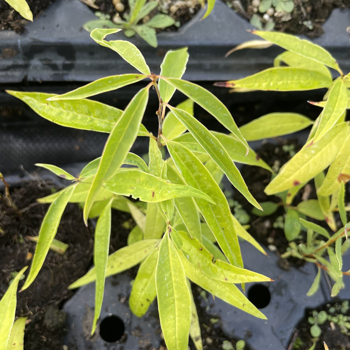 Cherry Prinsepia (Prinsepia sinensis) at Oak Summit Nursery, fall 2026