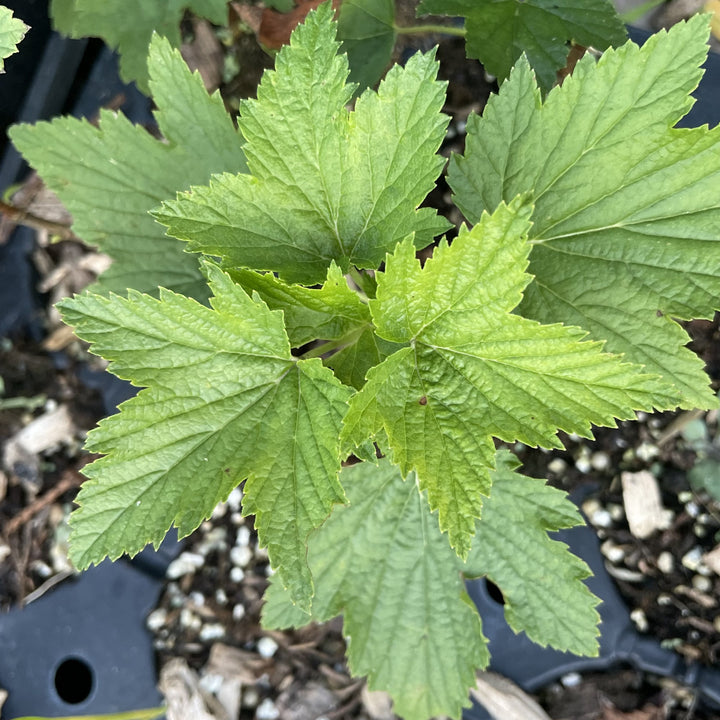 Ben Alder Black Currant (Ribes nigrum) at Oak Summit Nursery, fall 2026
