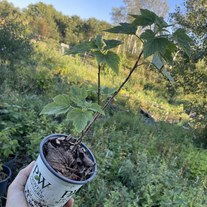Tahsis Black Currant at Oak Summit Nursery, fall 2026
