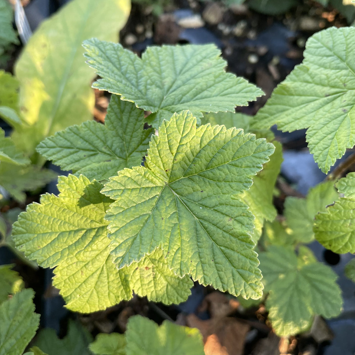 Öjebyn Black Currant at Oak Summit Nursery, fall 2026