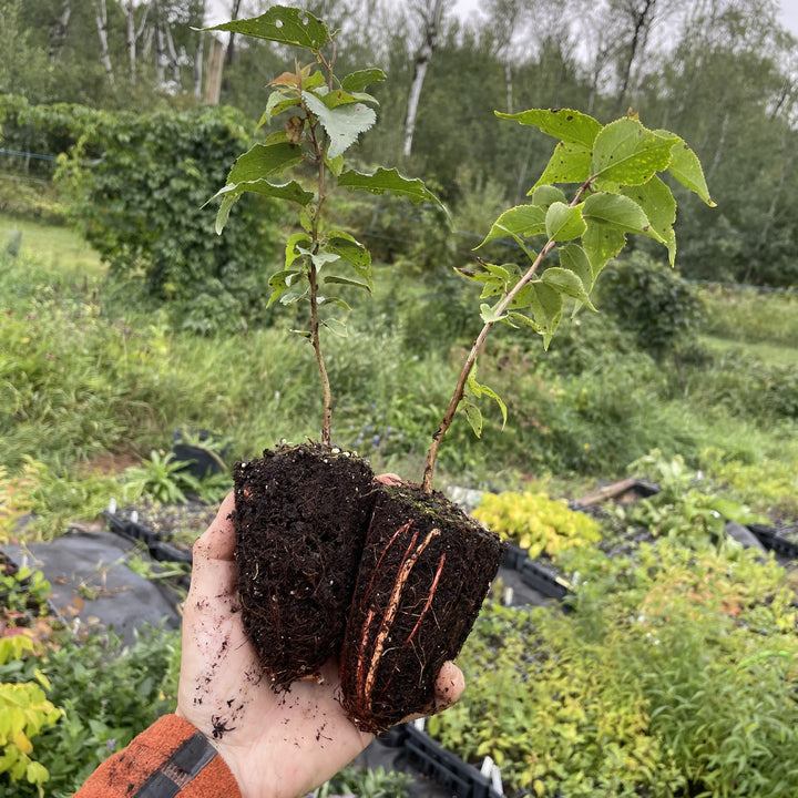 Manchurian Apricot Seedlings at Oak Summit Nursery, fall 2026