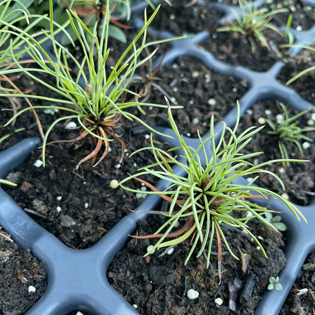 Siberian Stone Pine at Oak Summit Nursery, fall 2026