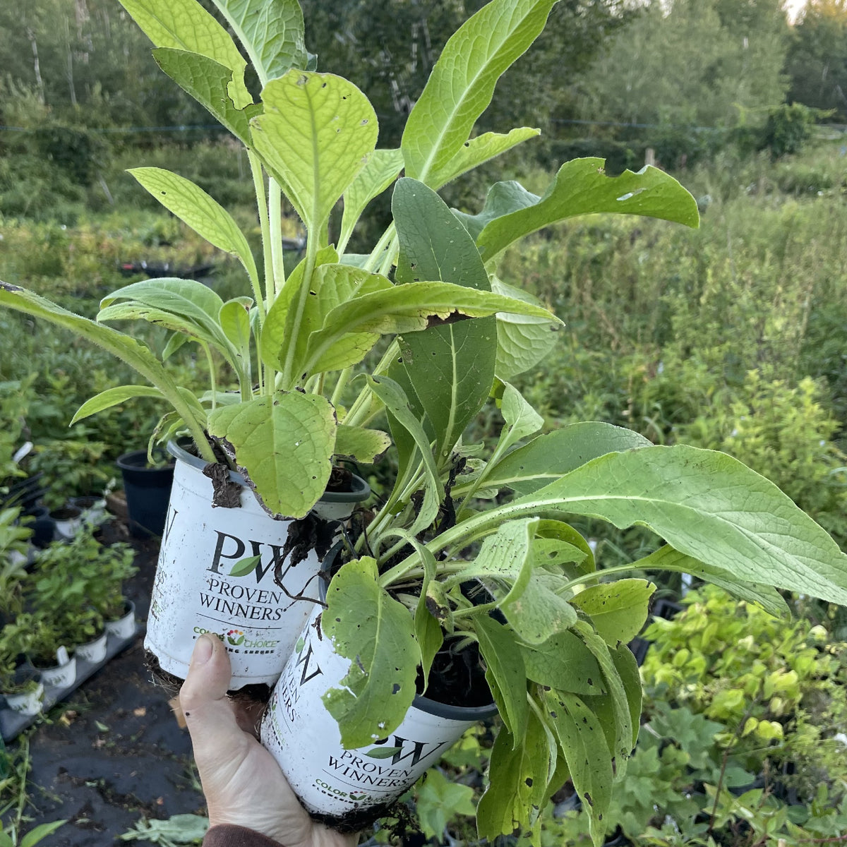 Comfrey Plants at Oak Summit Nursery, fall 2026