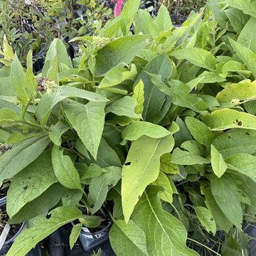 Comfrey Plants at Oak Summit Nursery, fall 2026