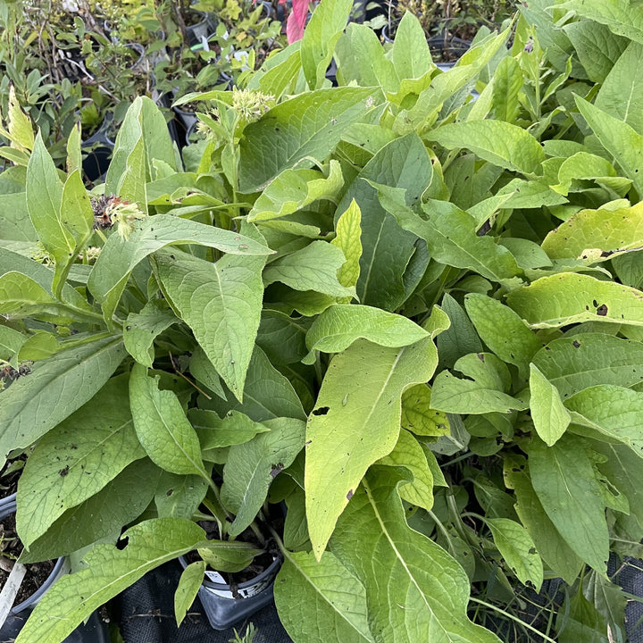 Comfrey Plants at Oak Summit Nursery, fall 2026