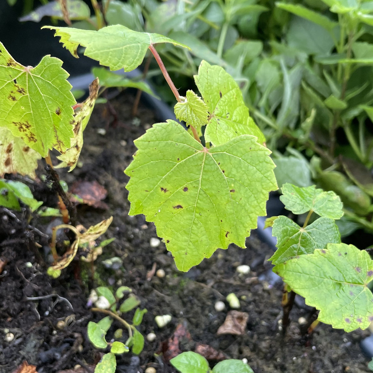 Brianna Grape Seedlings at Oak Summit Nursery, fall 2026