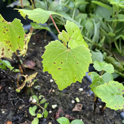 Brianna Grape Seedlings at Oak Summit Nursery, fall 2026