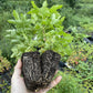 Wild American Black Currant (Ribes americanum) at Oak Summit Nursery, fall 2026