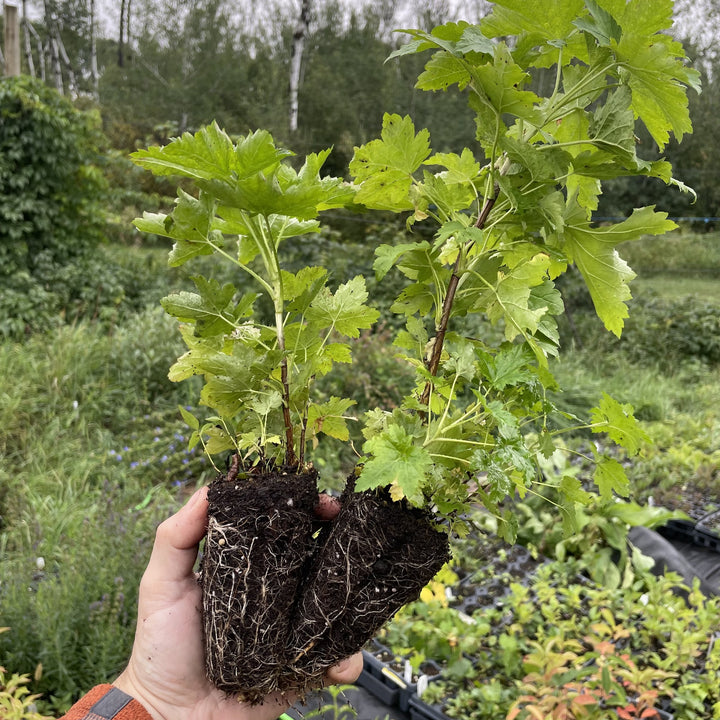 Wild American Black Currant (Ribes americanum) at Oak Summit Nursery, fall 2026