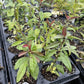 Flowering Quince Seedlings (Cydonia sp.) - Zone 4 at Oak Summit Nursery, fall 2026