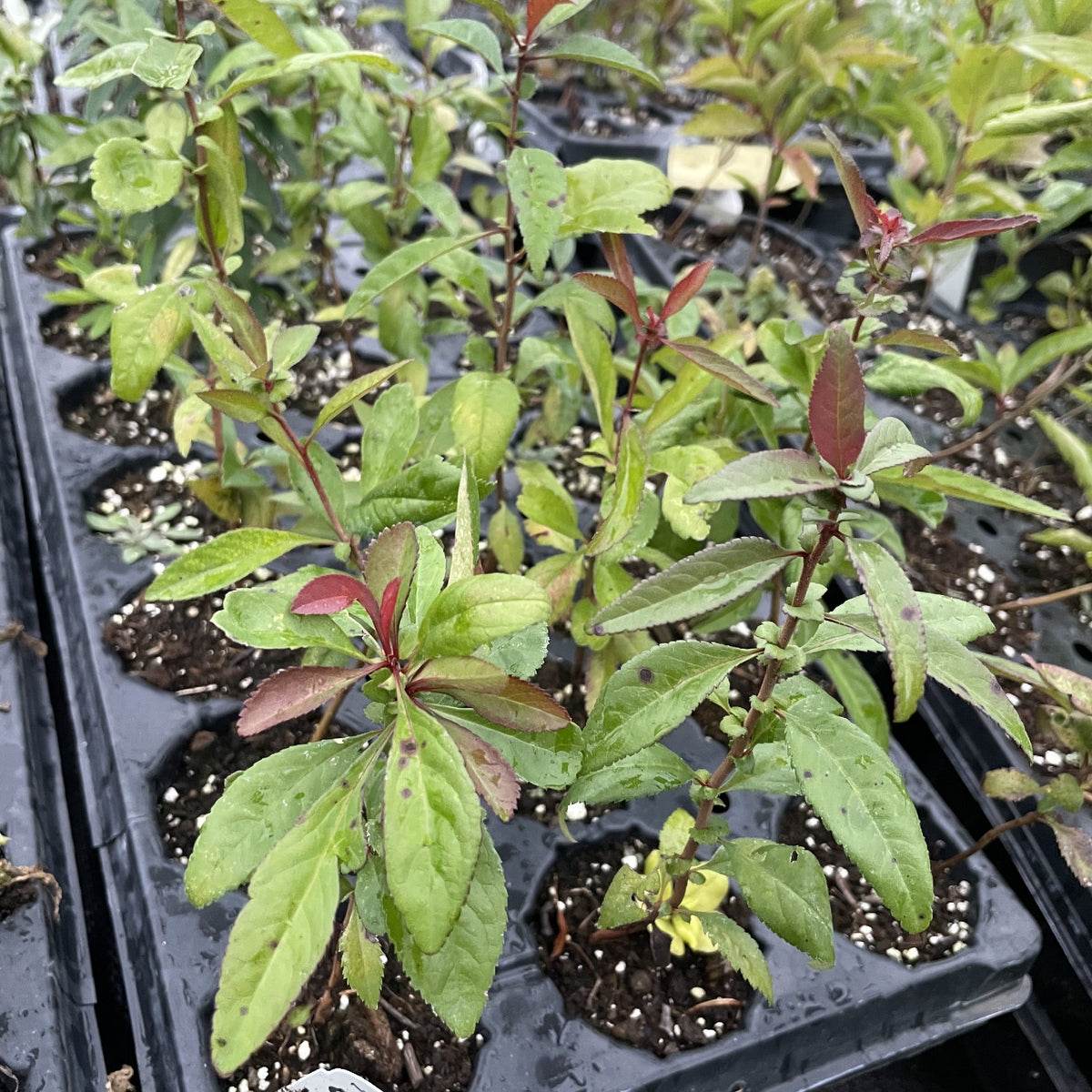 Flowering Quince Seedlings (Cydonia sp.) - Zone 4 at Oak Summit Nursery, fall 2026