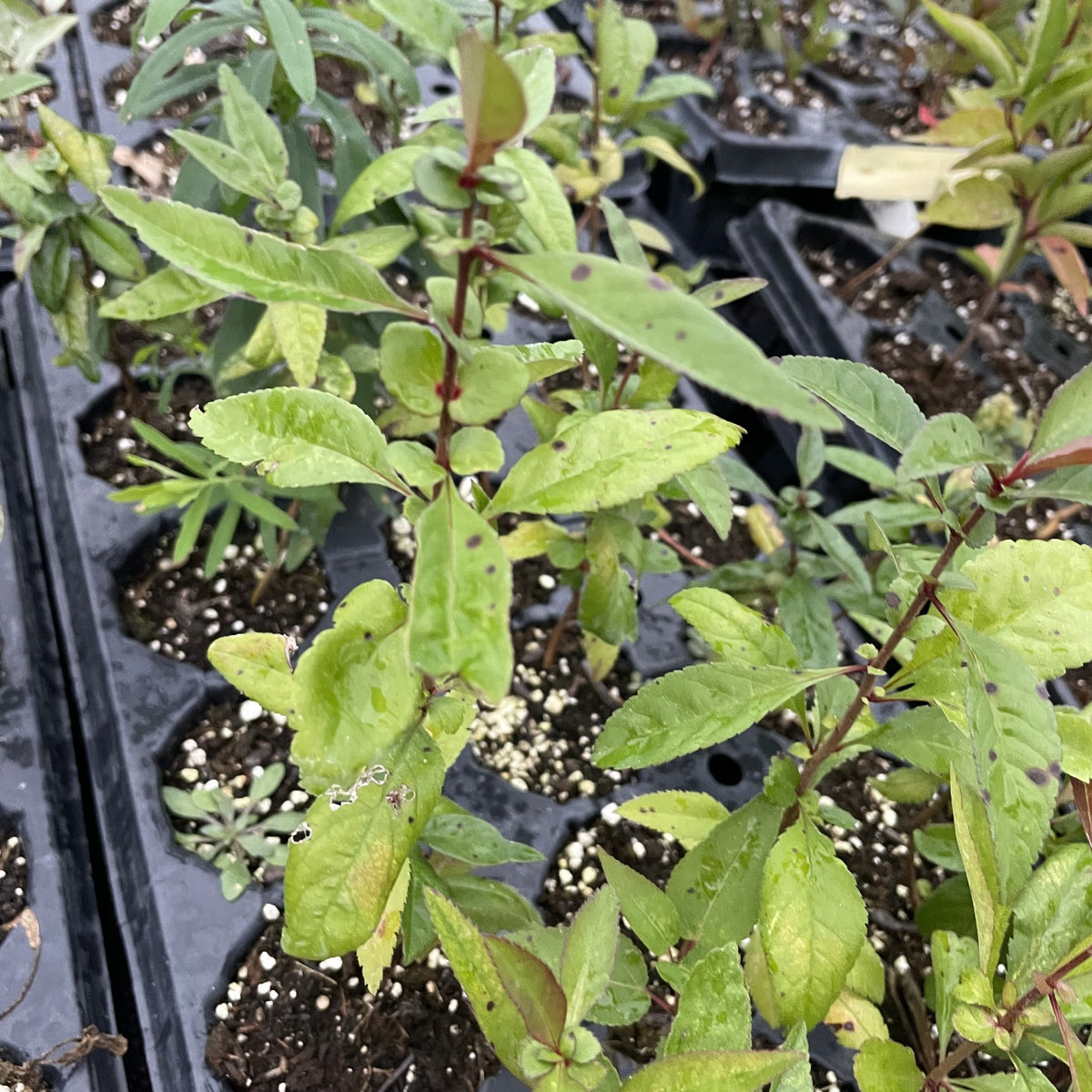 Flowering Quince Seedlings (Cydonia sp.) - Zone 4 at Oak Summit Nursery, fall 2026