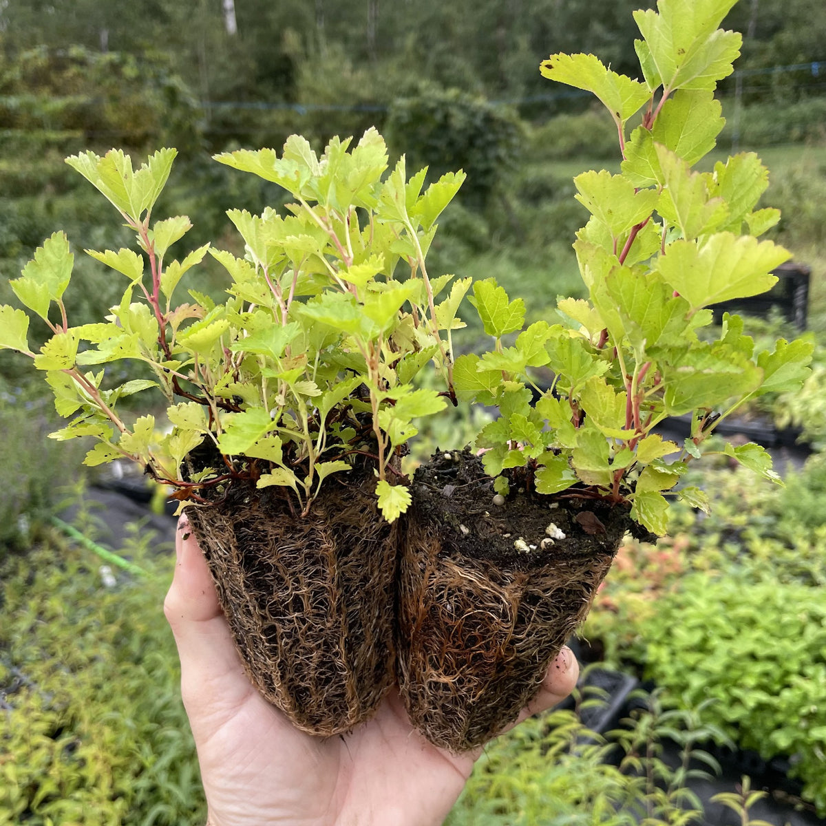 Common Ninebark Plugs at Oak Summit Nursery, fall 2026