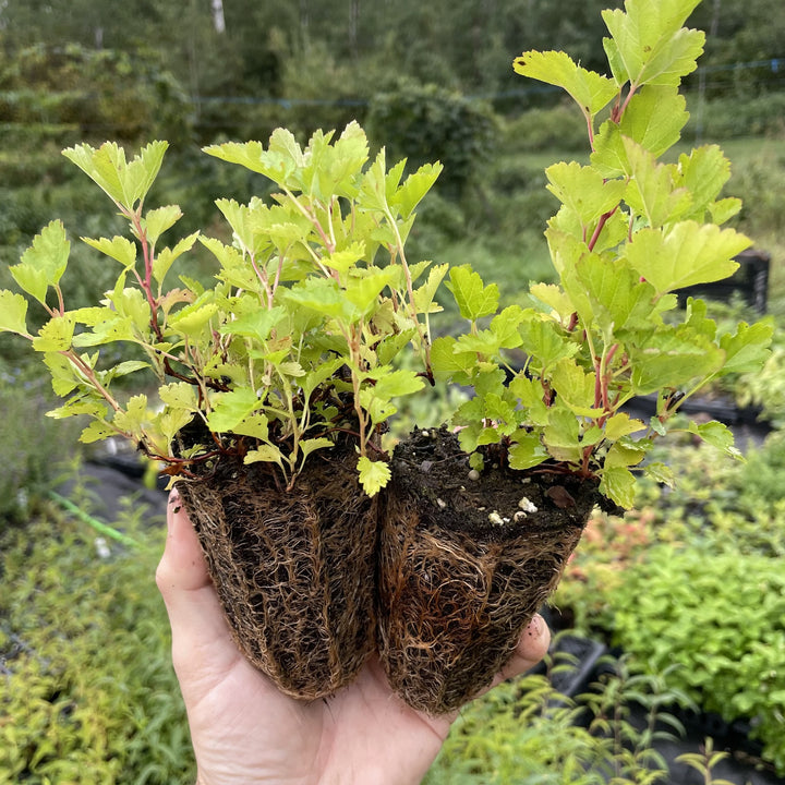 Common Ninebark Plugs at Oak Summit Nursery, fall 2026