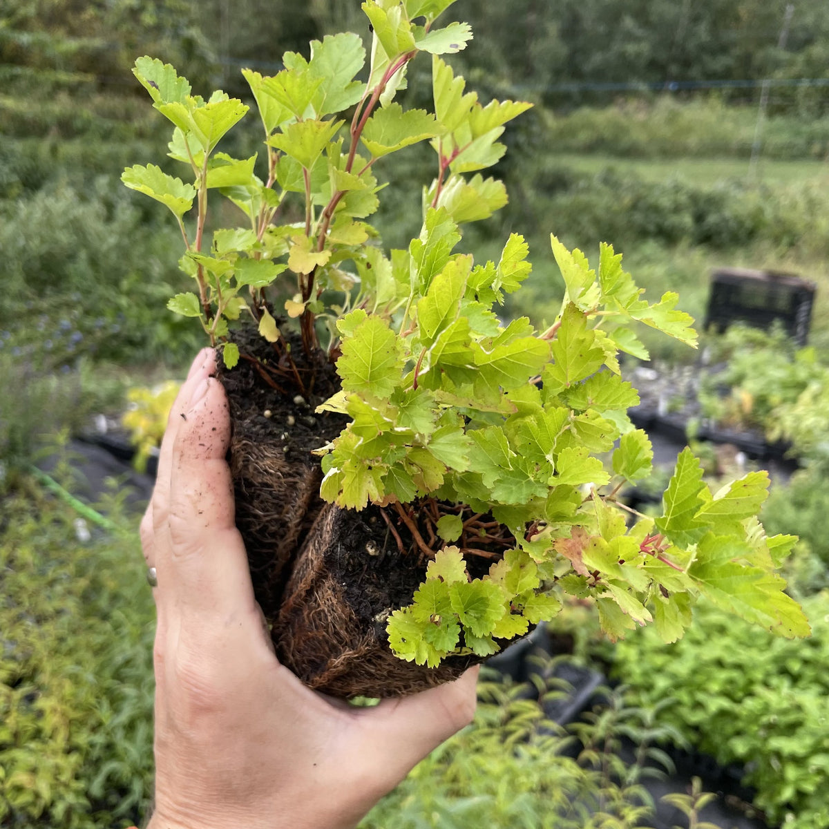 Common Ninebark Plugs at Oak Summit Nursery, fall 2026