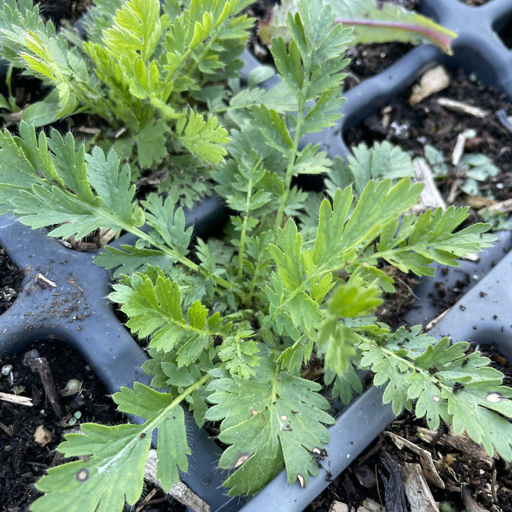Prairie Smoke at Oak Summit Nursery, fall 2026