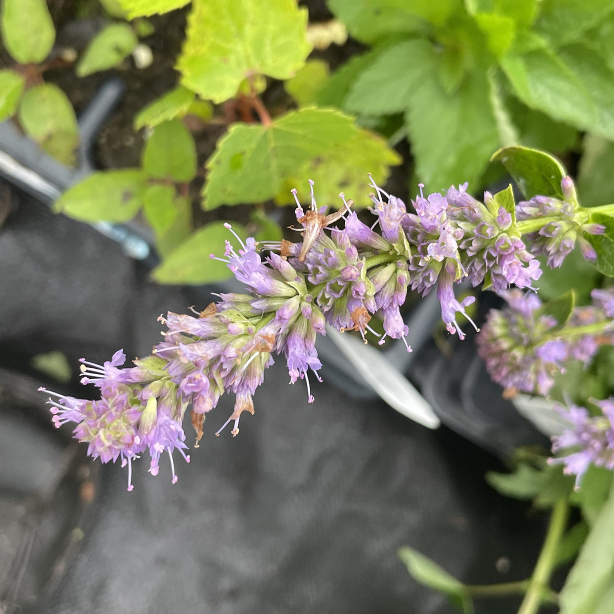 Giant Hyssop at Oak Summit Nursery, fall 2026