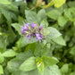 Giant Hyssop at Oak Summit Nursery, fall 2026