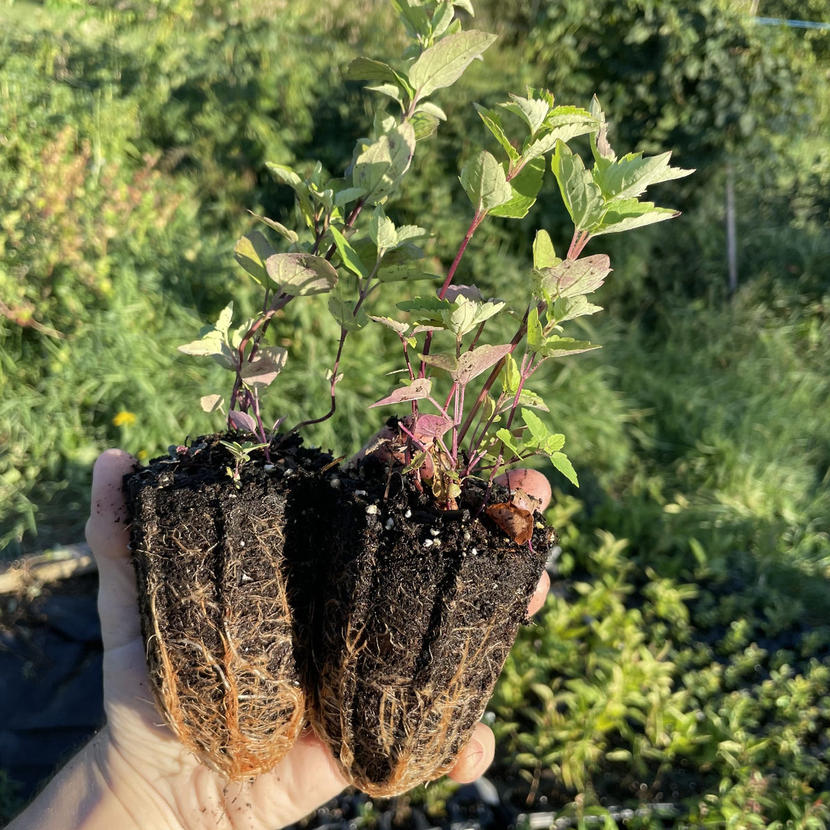 Giant Hyssop at Oak Summit Nursery, fall 2026