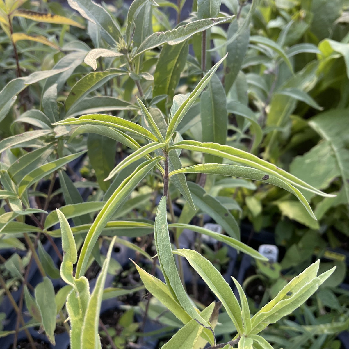 Maximilian Sunflower at Oak Summit Nursery, fall 2026
