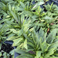 Lilac Beardtongue at Oak Summit Nursery, fall 2026