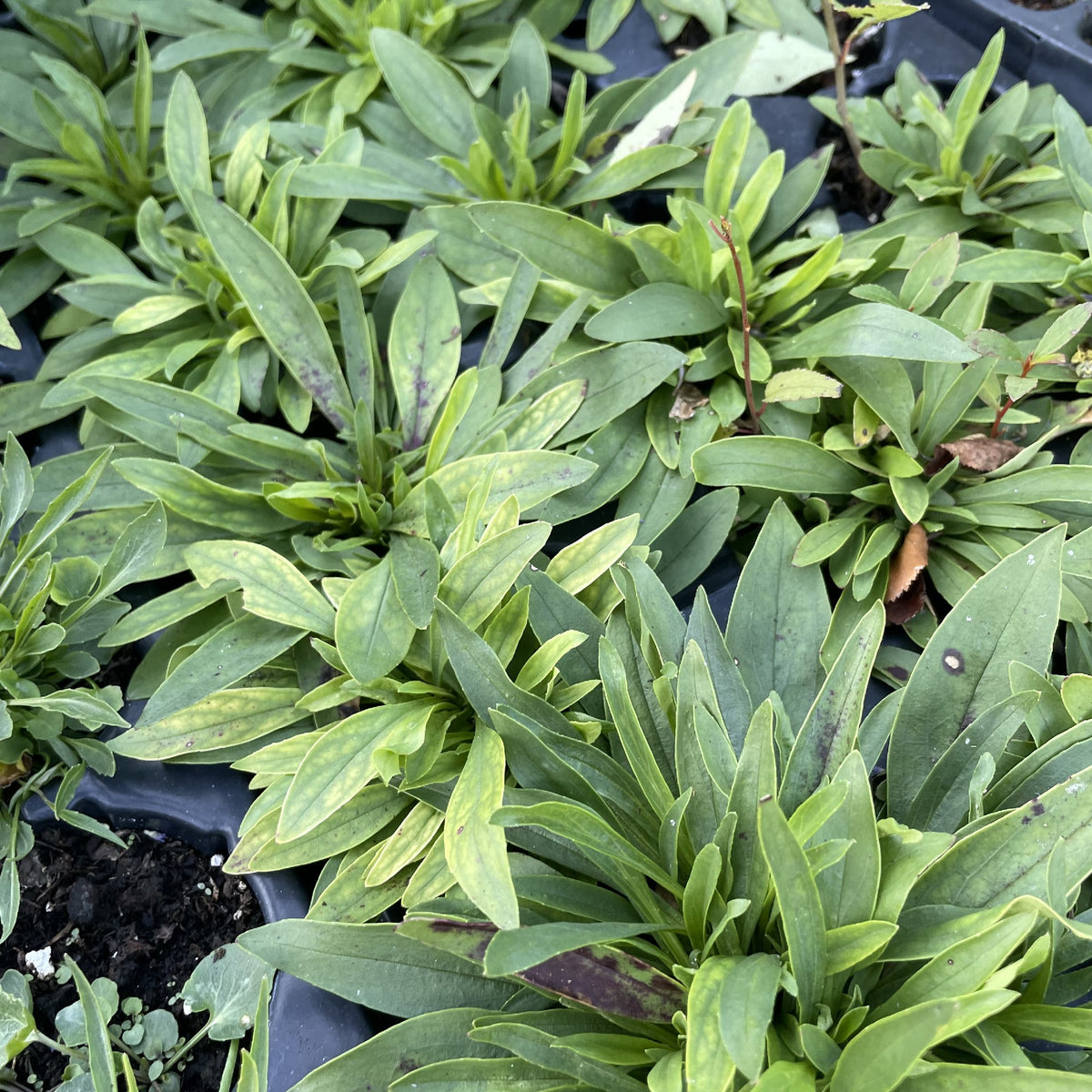 Lilac Beardtongue at Oak Summit Nursery, fall 2026