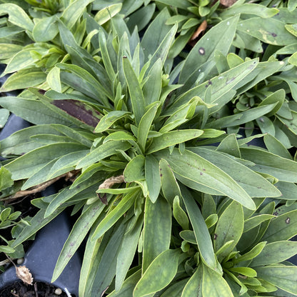 Lilac Beardtongue at Oak Summit Nursery, fall 2026