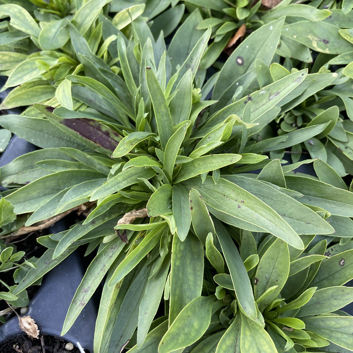 Lilac Beardtongue at Oak Summit Nursery, fall 2026