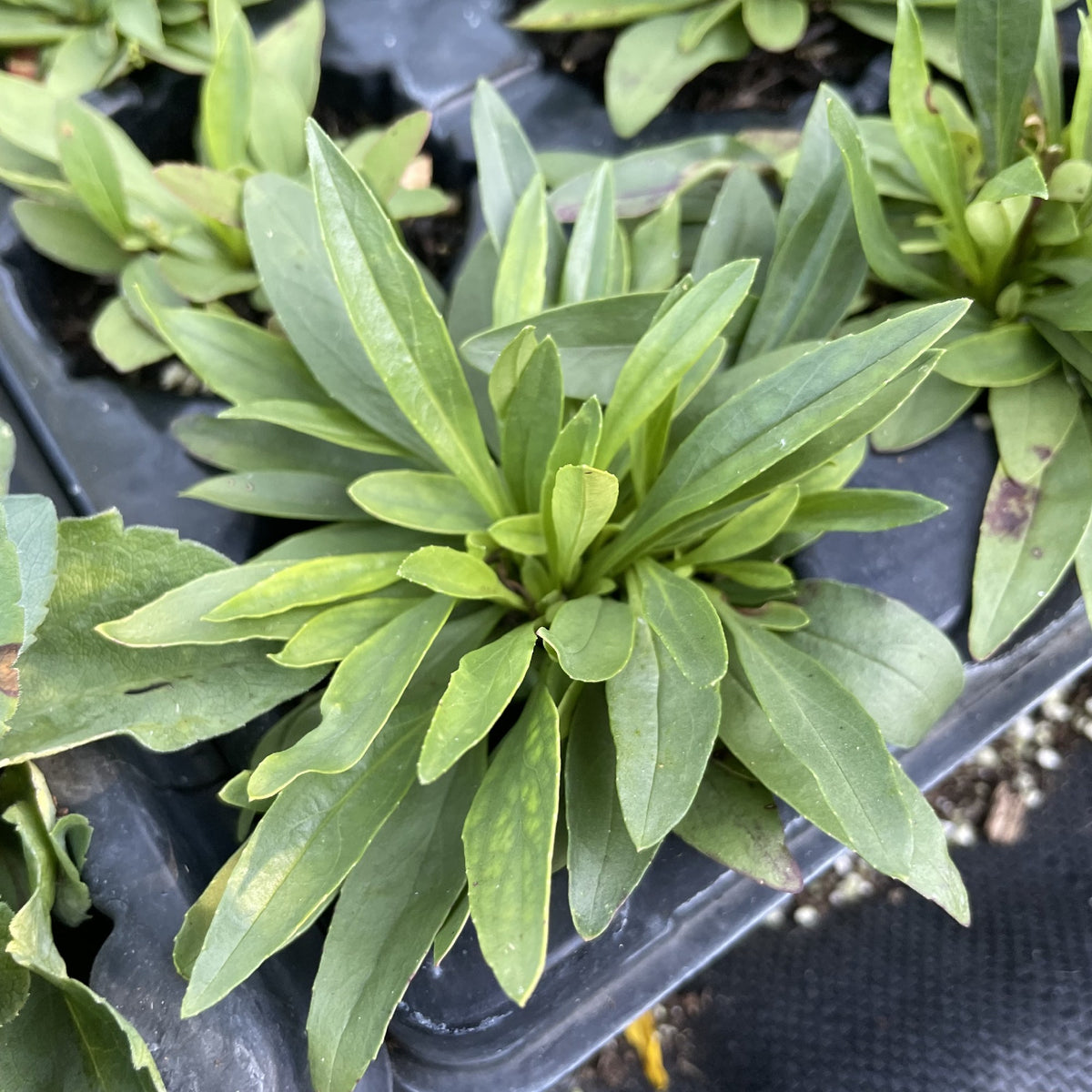 Lilac Beardtongue at Oak Summit Nursery, fall 2026