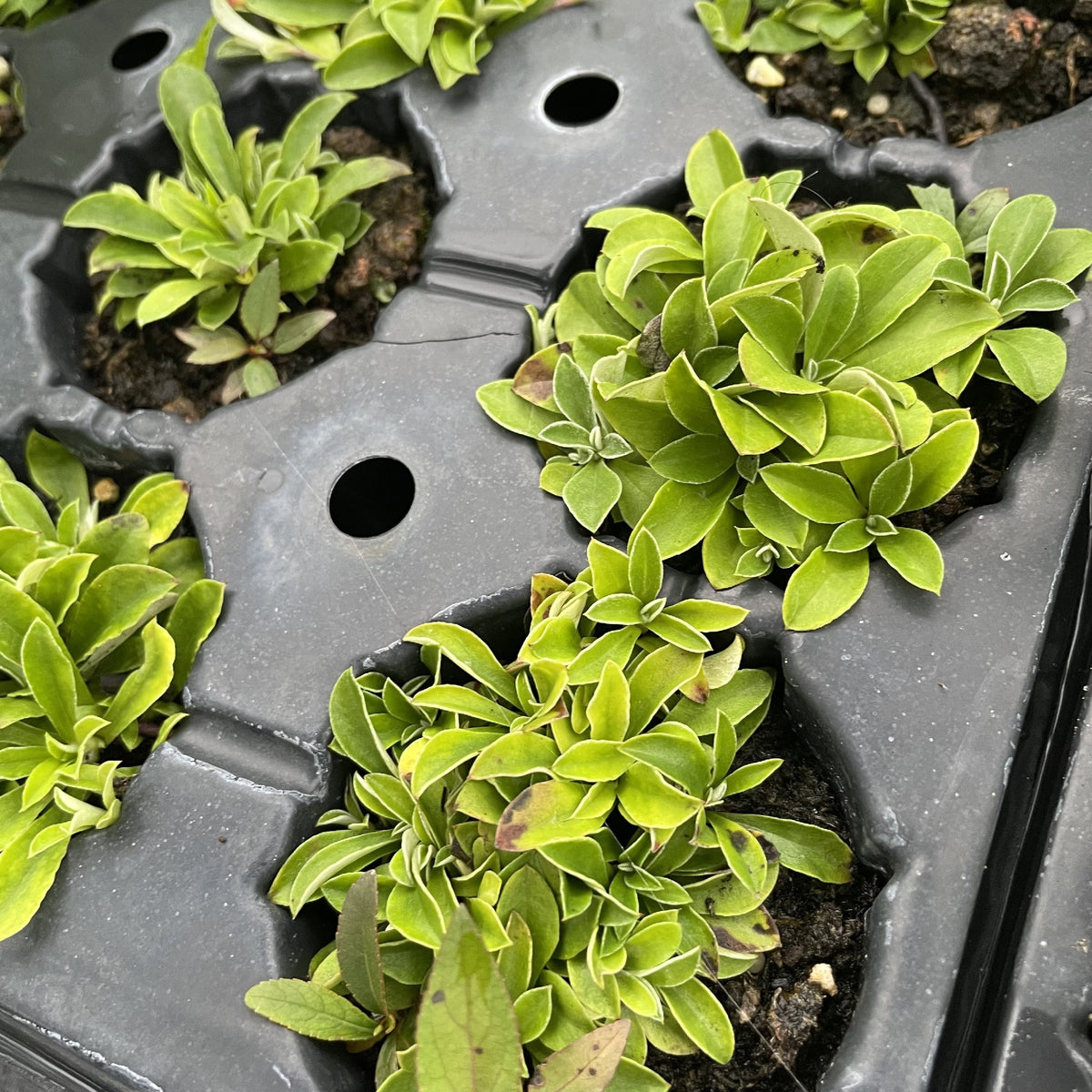 Pussytoes at Oak Summit Nursery, fall 2026