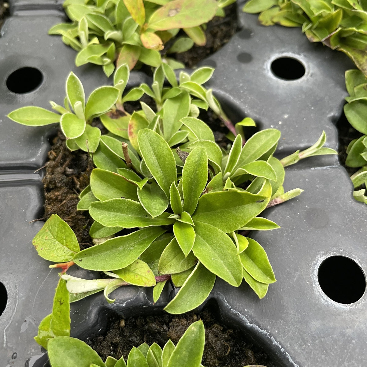 Pussytoes at Oak Summit Nursery, fall 2026