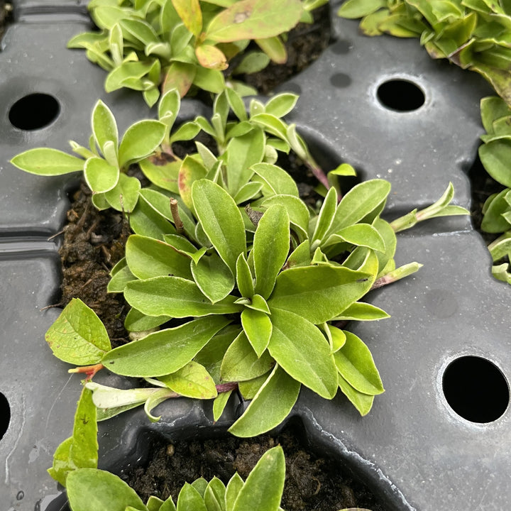 Pussytoes at Oak Summit Nursery, fall 2026