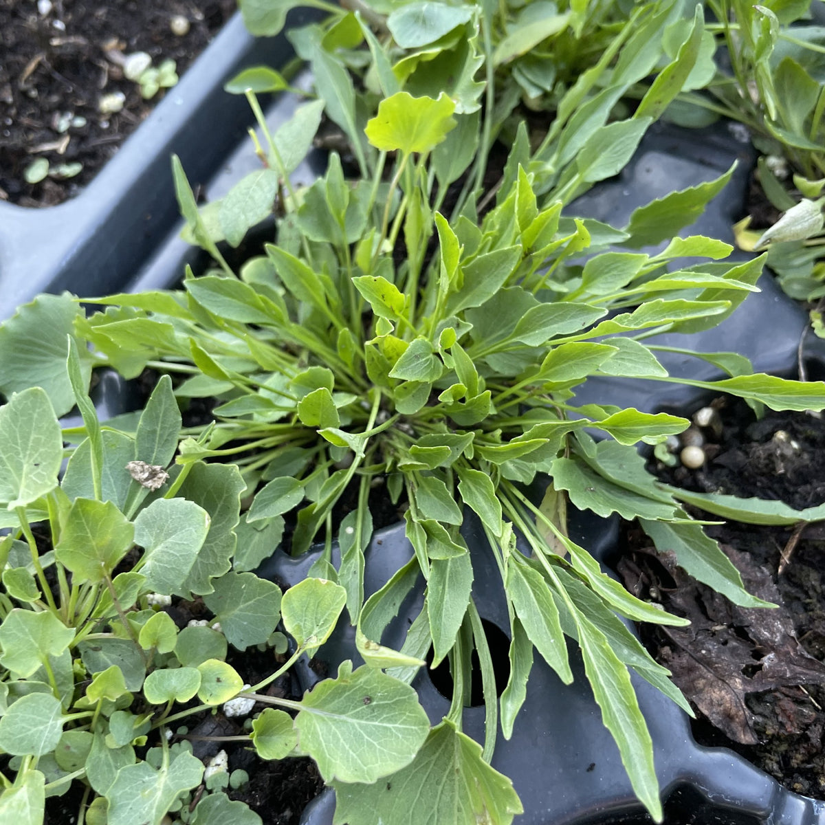 Harebell at Oak Summit Nursery, fall 2026