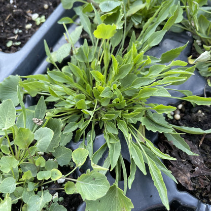 Harebell at Oak Summit Nursery, fall 2026