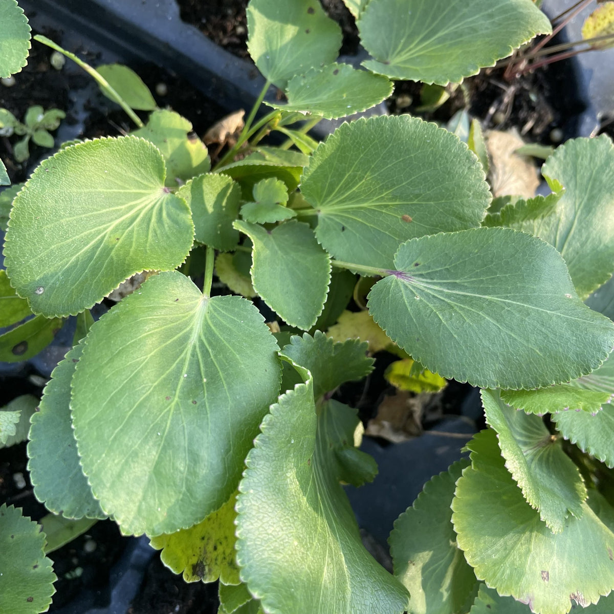 Heart Leaved Alexander at Oak Summit Nursery, fall 2026