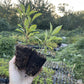 Black Ice Plum Tree at Oak Summit Nursery, fall 2026
