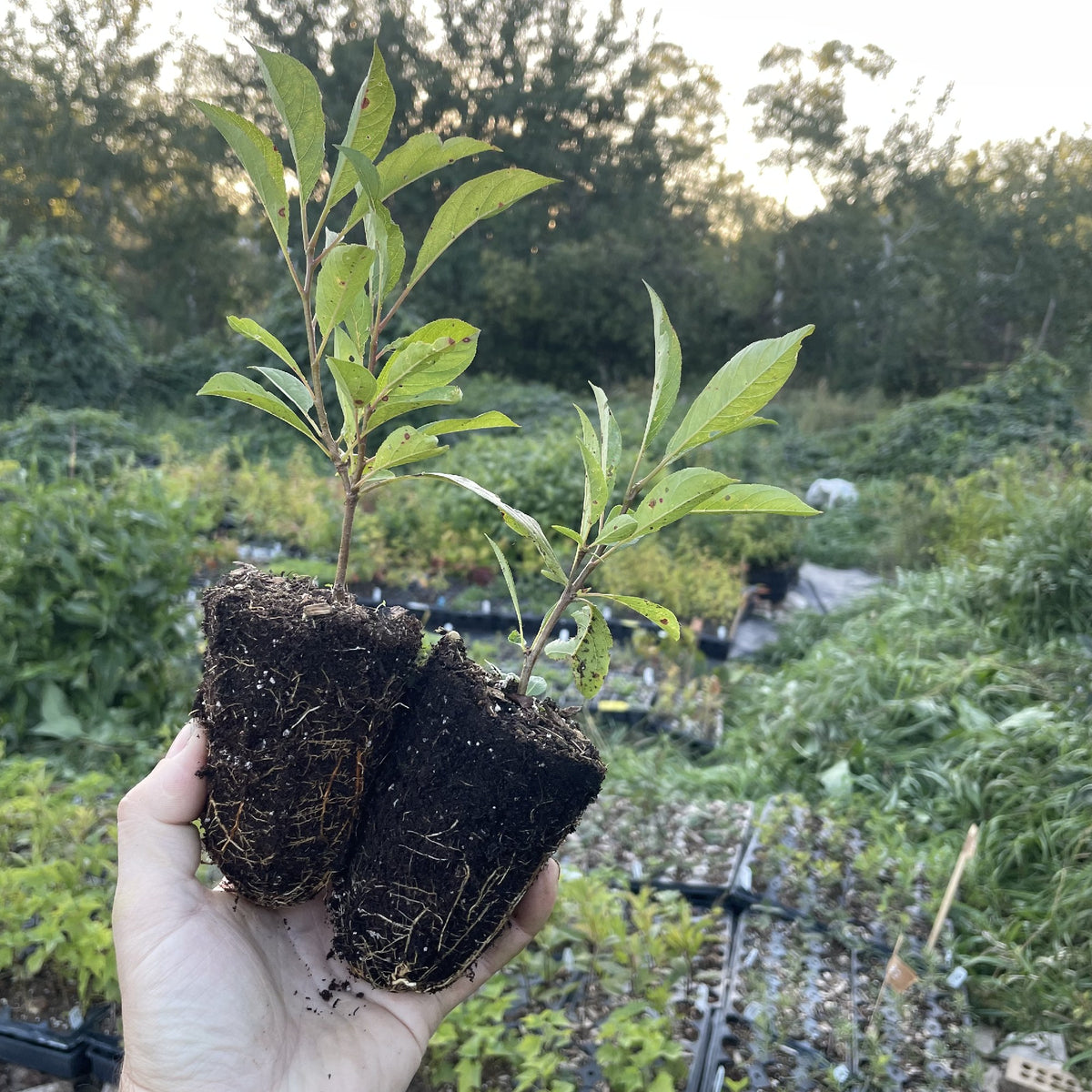 Black Ice Plum Tree at Oak Summit Nursery, fall 2026