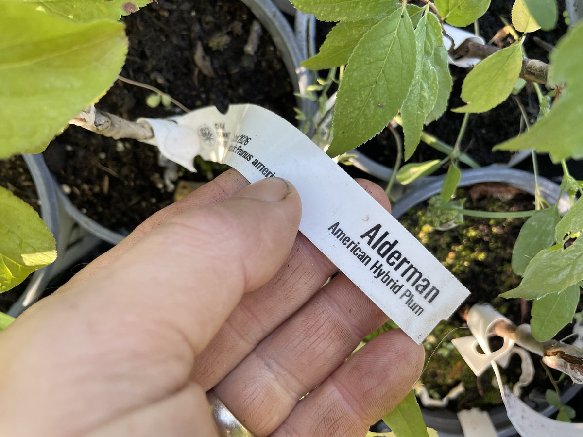 Alderman Plum at Oak Summit Nursery, fall 2026