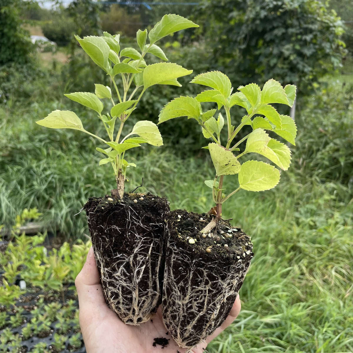 American Elderberry at Oak Summit Nursery, fall 2026