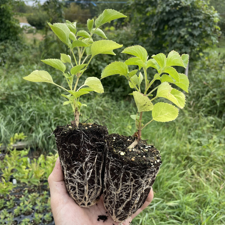 American Elderberry at Oak Summit Nursery, fall 2026