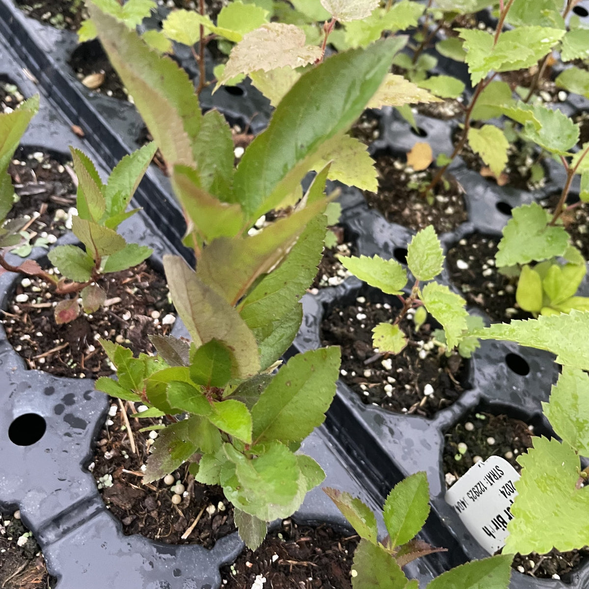 Aron Chokeberry Seedlings at Oak Summit Nursery, fall 2026
