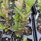 Aron Chokeberry Seedlings at Oak Summit Nursery, fall 2026